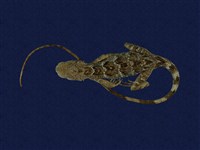 藏品(斯文豪氏攀蜥)的圖片